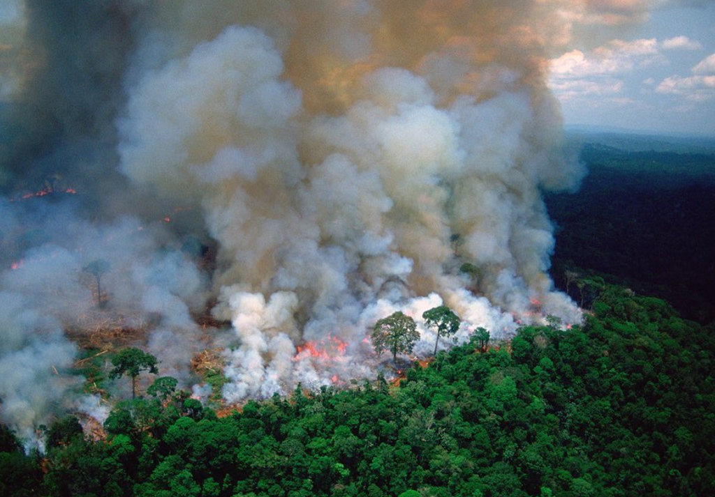 5 Easy Ways You Can Protect The Amazon Rainforest