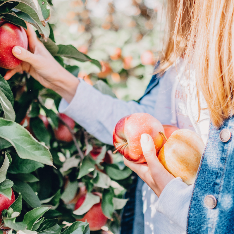 Apples:  The Autumn Beauty Hero You Never Knew You Needed